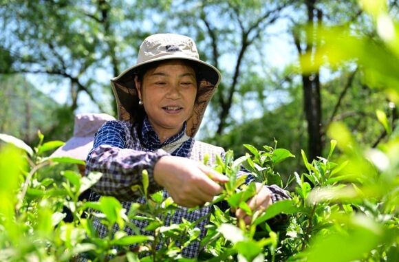 2 Nguoi Duc Van Trung Thanh Voi Thoi Quen Uong Tra Bat Chap Lam Phat