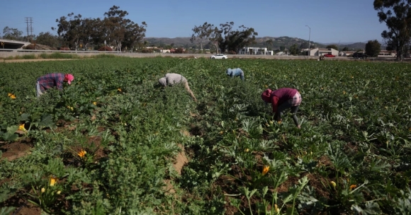 1 California My Truy Quet Nhap Cu Khien Nong San Thoi Rua Nong Trai Lao Dao