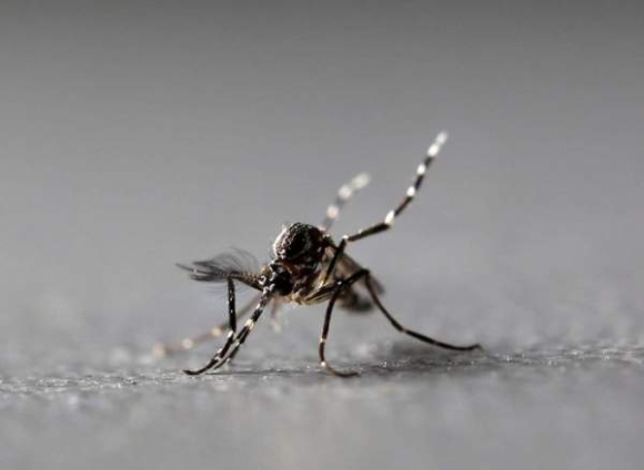 2 Nhung Dieu Can Biet Ve Virus Chikungunya Giua Luc Dich Lan Rong Tai Trung Quoc