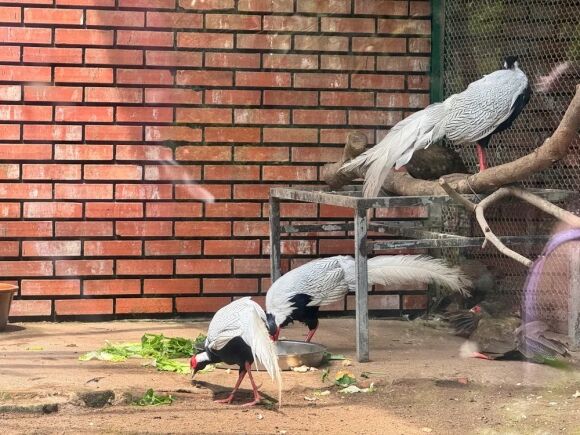 1 La Lung 2 Vu An Ve Ga Loi Trang Deu Do Tai Khoan Facebook Quoc Huy Dat Mua Ga