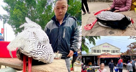 1 Ga Loi Trang Quy Hiem Tung Bay Ban Cong Khai O Nghe An Su That He Lo Tu Phien Cho Vung Cao