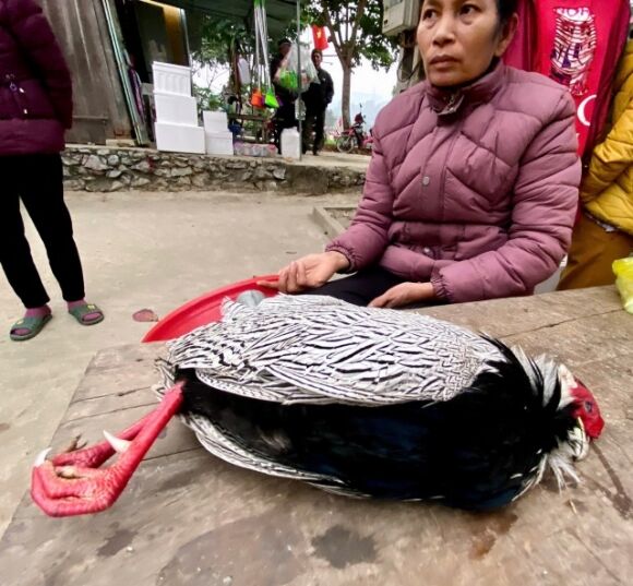3 Ga Loi Trang Quy Hiem Tung Bay Ban Cong Khai O Nghe An Su That He Lo Tu Phien Cho Vung Cao