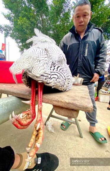 4 Ga Loi Trang Quy Hiem Tung Bay Ban Cong Khai O Nghe An Su That He Lo Tu Phien Cho Vung Cao