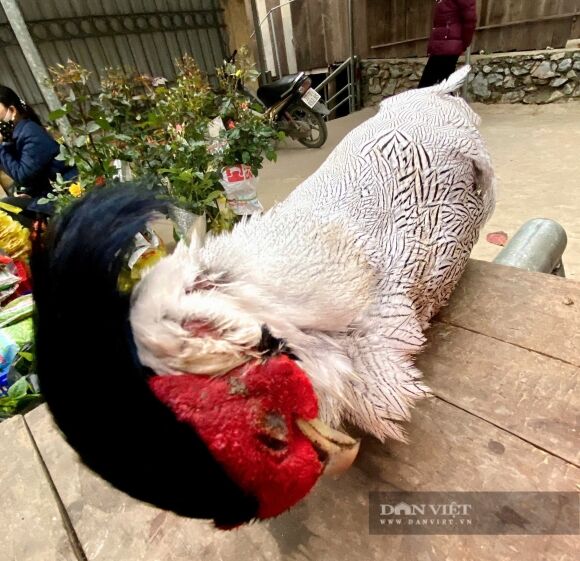 5 Ga Loi Trang Quy Hiem Tung Bay Ban Cong Khai O Nghe An Su That He Lo Tu Phien Cho Vung Cao