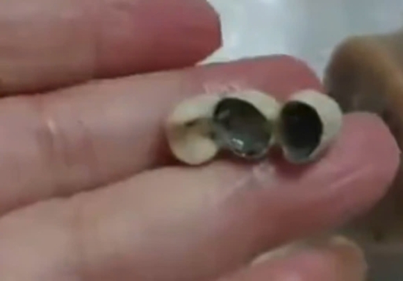 3 Khach Tq Hoang Hot Khi Phat Hien Rang Gia Trong Xuc Xich Dim Sum