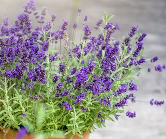 3 7 Loai Cay Kien Rat Ngai Dung Mat Thay La Se Quay Dau