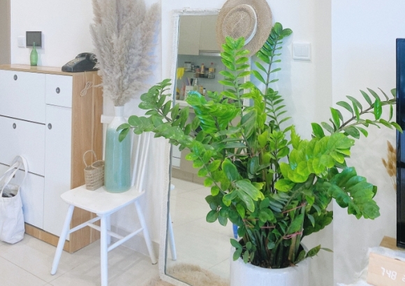 Cách bố trí cây xanh lọc không khí, giảm ô nhiễm bụi trong nhà