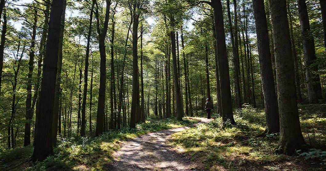 Di Tieu Trong Rung O Duc Canh Bao Ve Muc Phat Nang Va Rui Ro Phap Ly