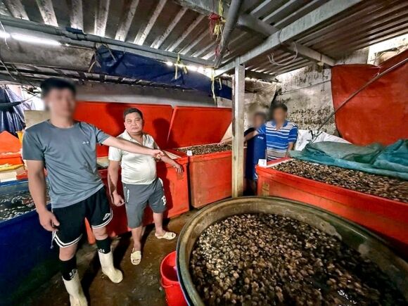 1 Oc Buou Ngam Thuy Tinh Long Da Tieu Thu 3000 Tan Khi Nao Tang Luong Co So