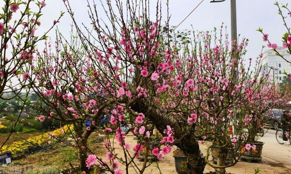 1 Dao No Tham Pho Phuong Tieu Thuong Danh Phai Chat Bo Cay Khong Kip Vao Tet