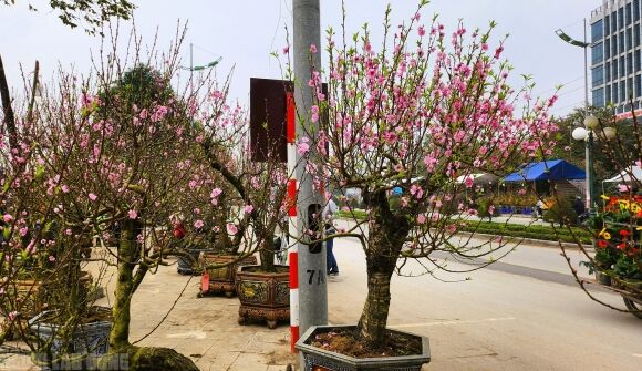 2 Dao No Tham Pho Phuong Tieu Thuong Danh Phai Chat Bo Cay Khong Kip Vao Tet