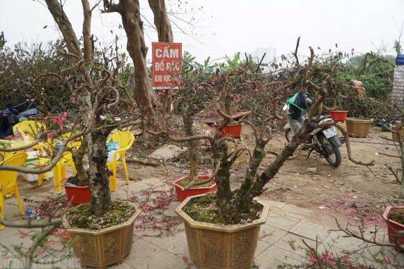 7 Dao No Tham Pho Phuong Tieu Thuong Danh Phai Chat Bo Cay Khong Kip Vao Tet