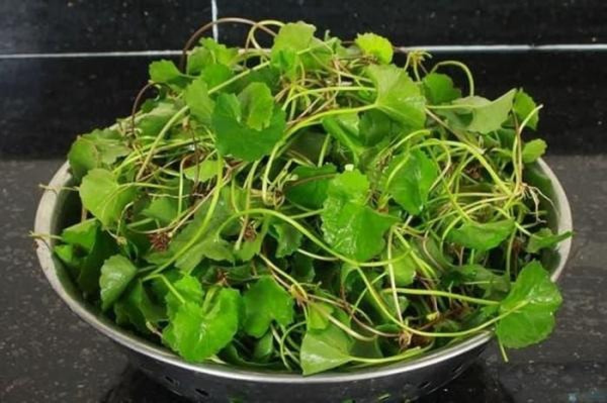 Những loại rau nên được ưu tiên để giải độc gan sau Tết