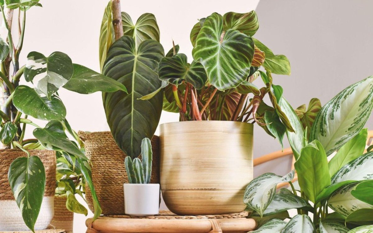 3 loại cây nên trồng trong nhà ngay mùa xuân này