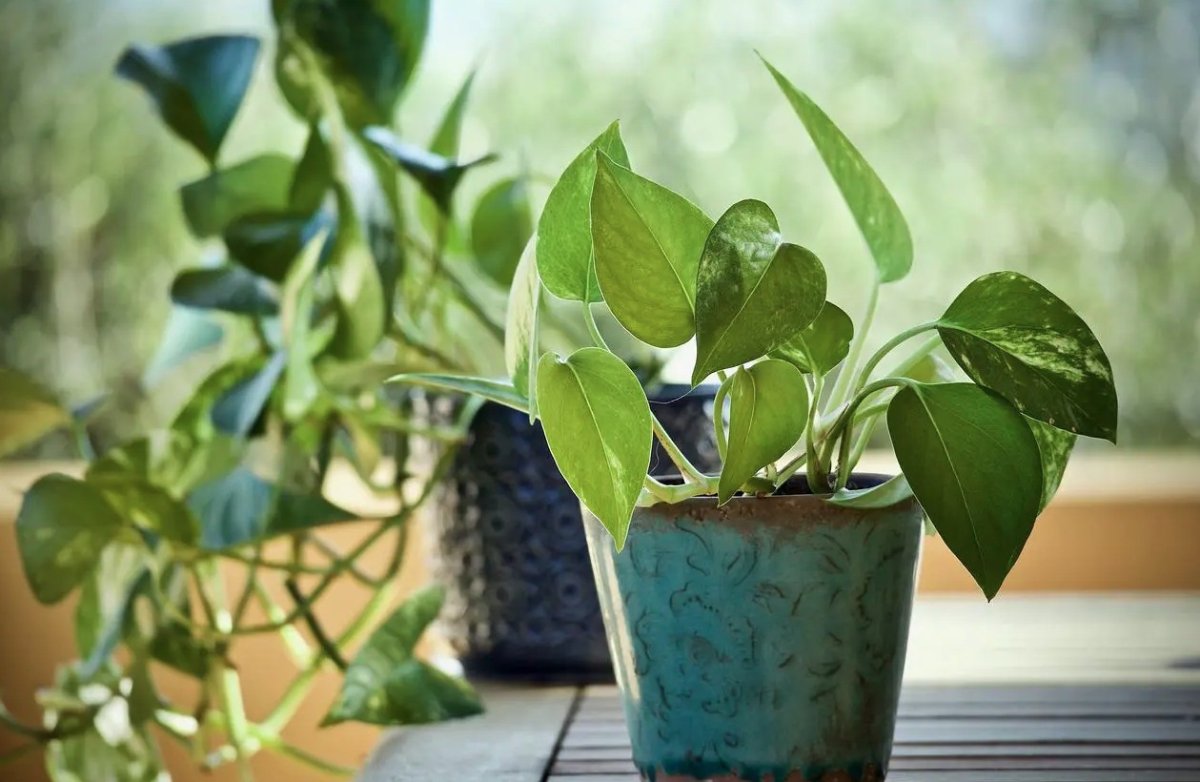 3 3 Loai Cay Nen Trong Trong Nha Ngay Mua Xuan Nay