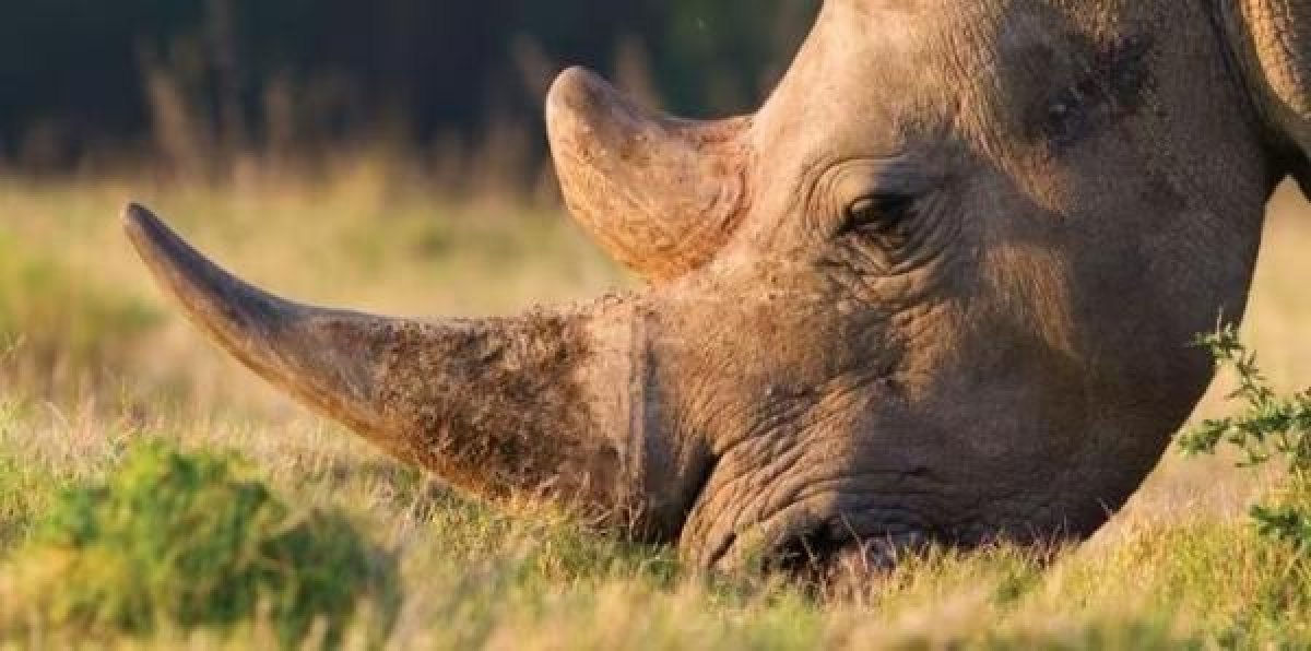 Nam Phi bắt ông Chu Đăng Khoa trong vụ án sừng tê giác