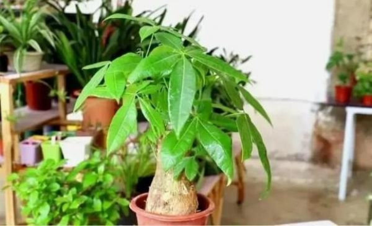 1 6 Loai Cay Canh Hiem Khi No Hoa Nhung Khi No Duoc Xem La Diem Bao May Man Cho Gia Chu