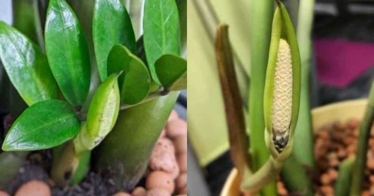 2 6 Loai Cay Canh Hiem Khi No Hoa Nhung Khi No Duoc Xem La Diem Bao May Man Cho Gia Chu