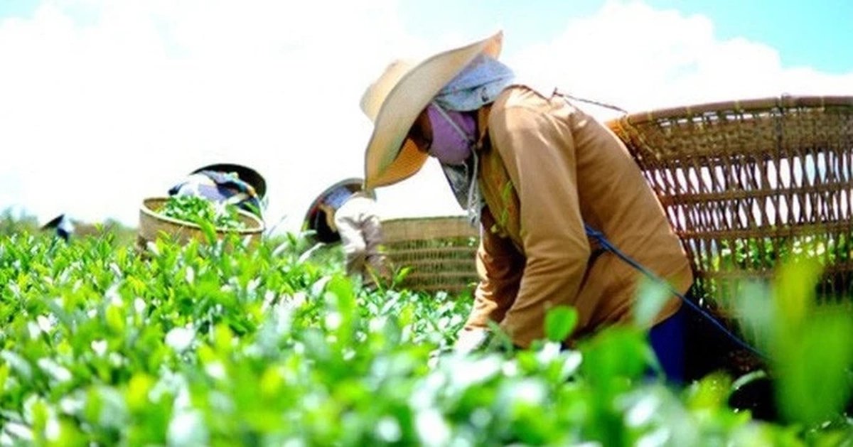 1 Xuat Khau Nong San Viet Ngam Don Chien Su Trung Dong