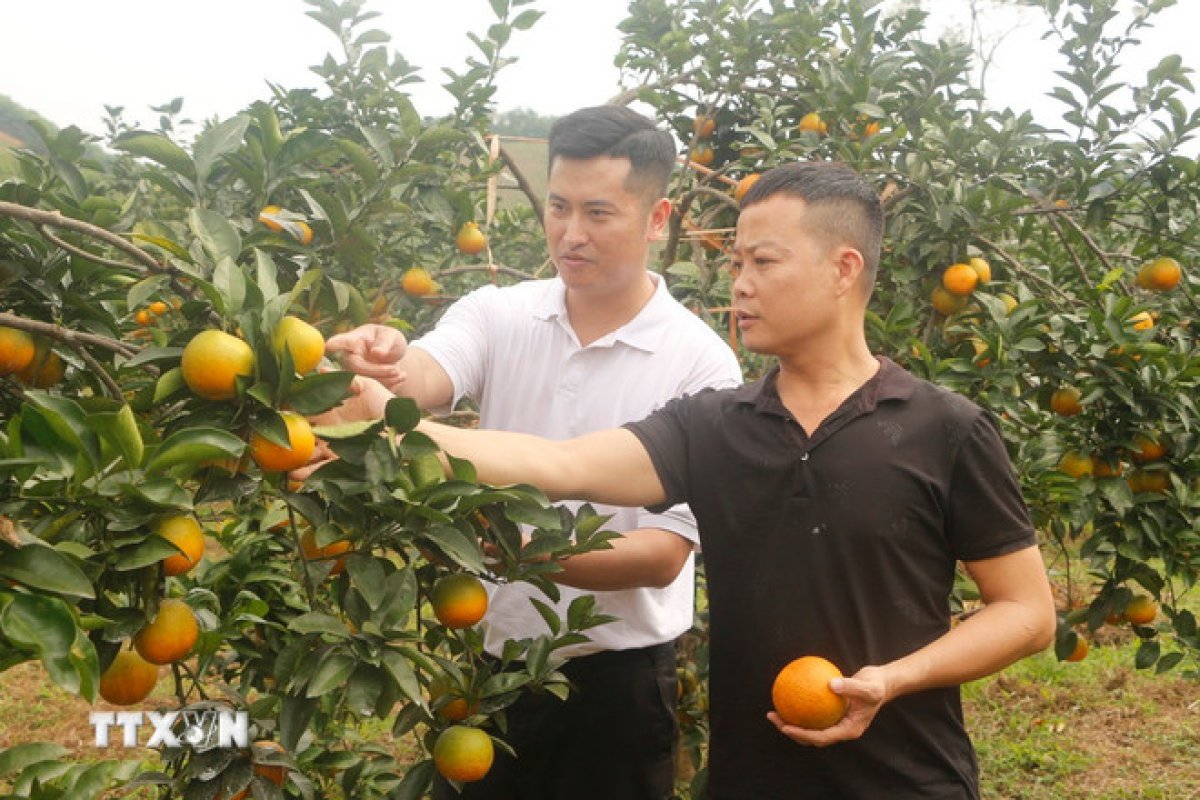 2 Nong San Viet Vuon Xa Hon Nho So Hoa Ly Lich