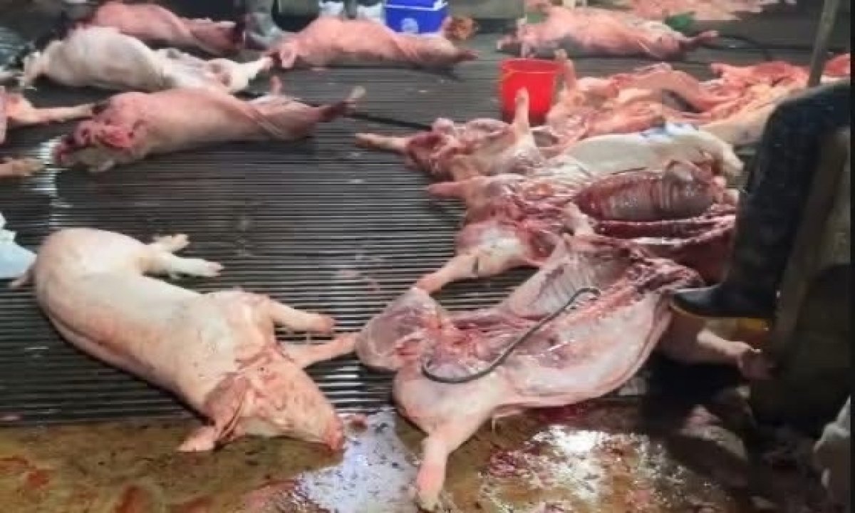 2 Ha Noi Pha Duong Day Phu Phep Hang Tram Tan Lon Benh Vao Truong Hoc Cho Dan Sinh