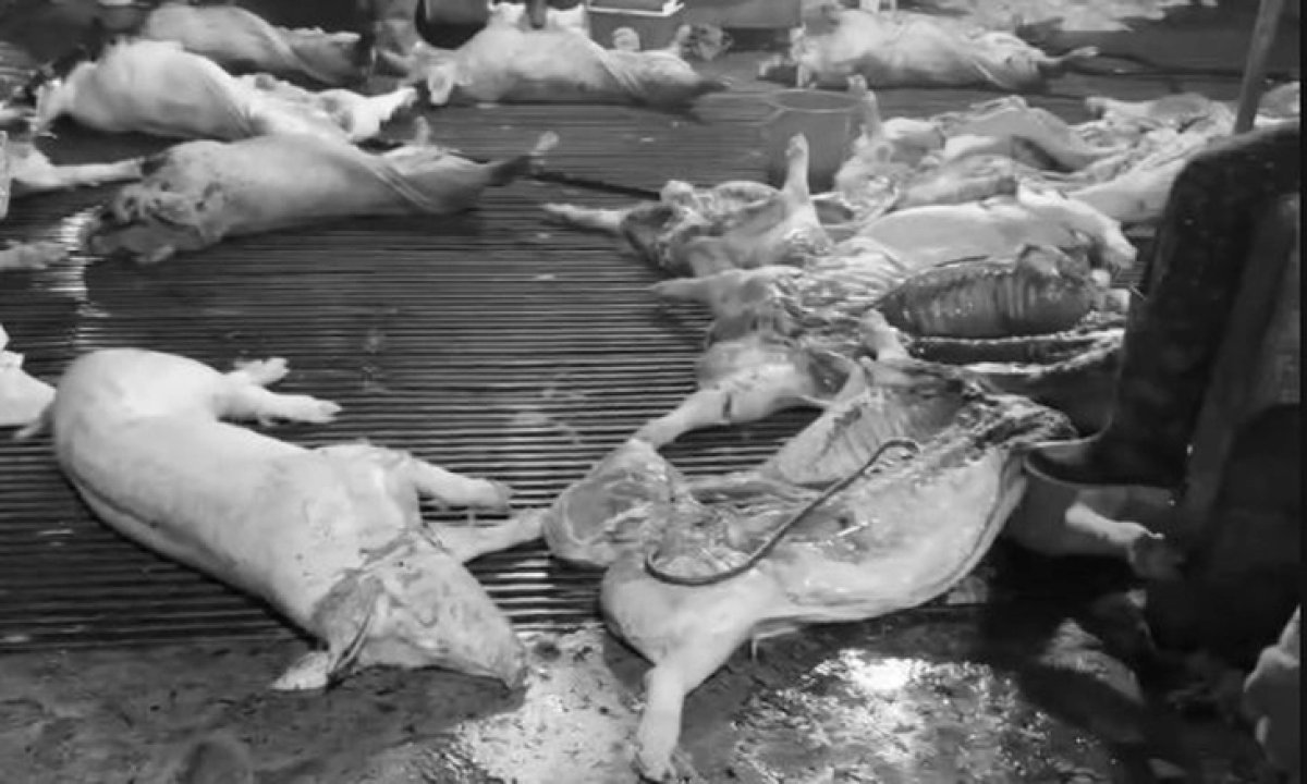 1 Vu Thit Heo Benh Vao Cho Truong Hoc Cuc Chan Nuoi Va Thu Y Noi Gi