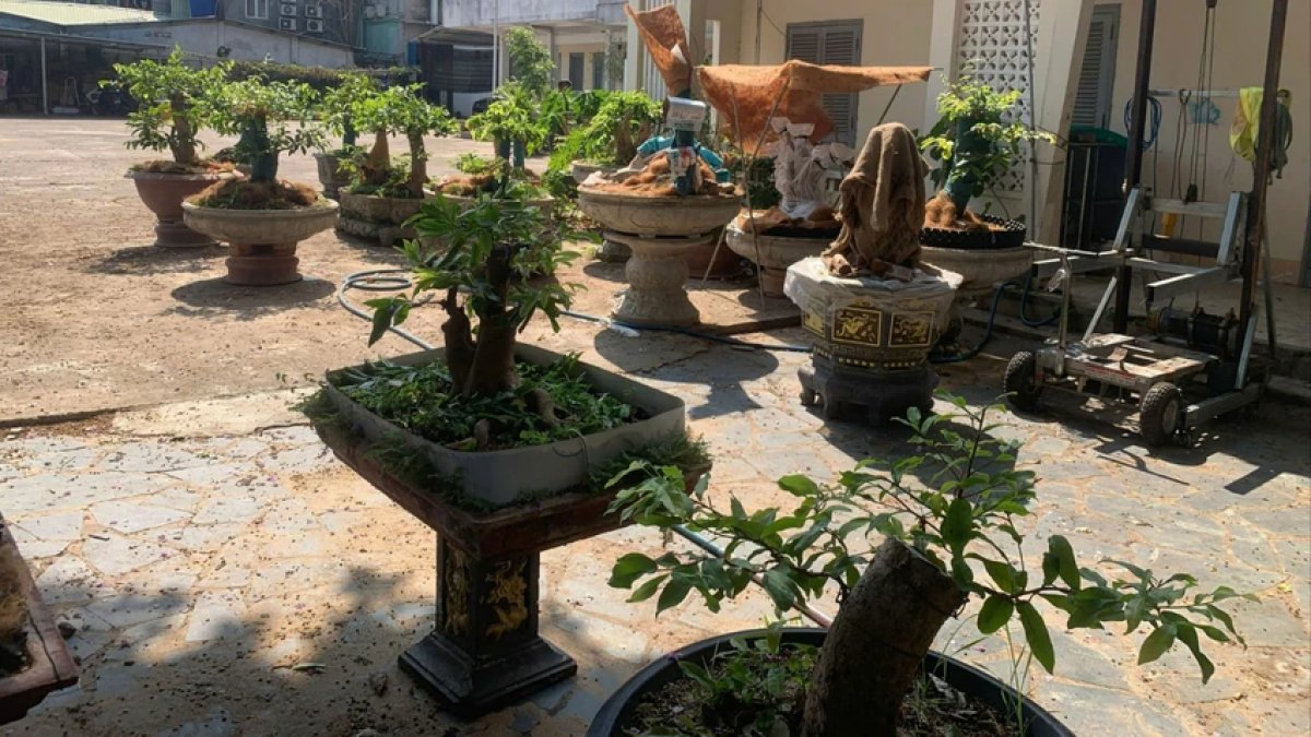 1 Bi Phat Va Tich Thu 42 Cay Mai Kieng Khong Ro Nguon Goc