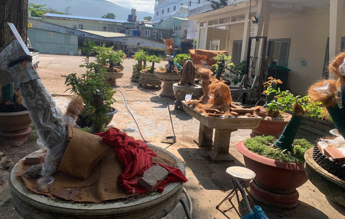 1 Chu Nhan 42 Cay Mai Vang O Con Dao Lan Dau Len Tieng Ve Quyet Dinh Tich Thu Cay