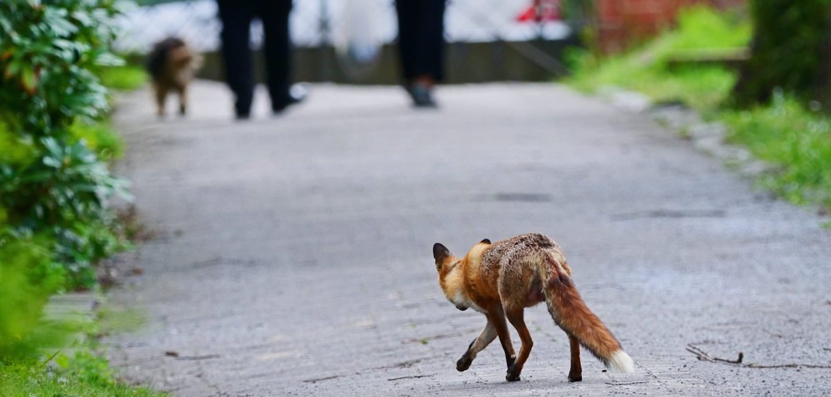 1 Canh Bao Ve Ca The Cao Hung Du Tan Cong Nguoi Va Vat Nuoi Tai Berlin