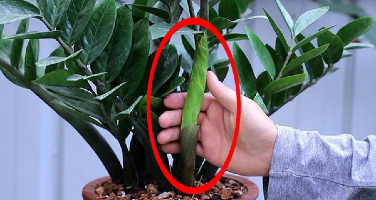 2 Ai Nen Trong Cay Kim Tien 2 Menh Hop Trong Cay Nay Nhat