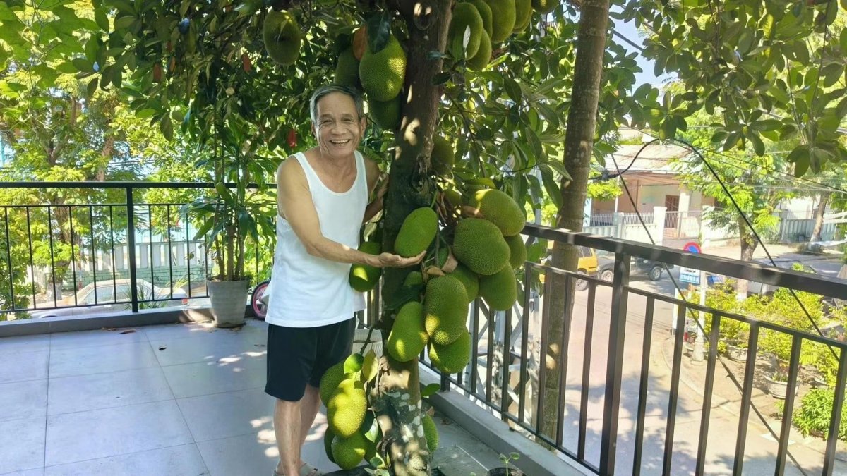 2 Hinh Anh Cay Mit Moc Xuyen Mai Nha Gay Sot Mang Xa Hoi Tai Da Nang