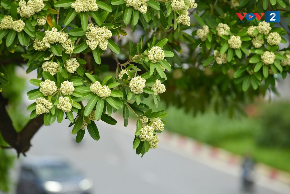 1 Hoa Sua Ha Noi Toi Do La May Ong Nhac Si