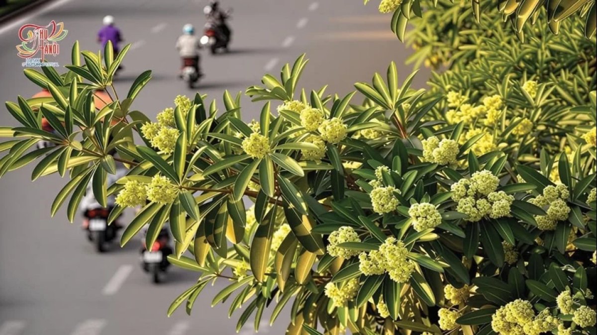 6 Hoa Sua Ha Noi Toi Do La May Ong Nhac Si
